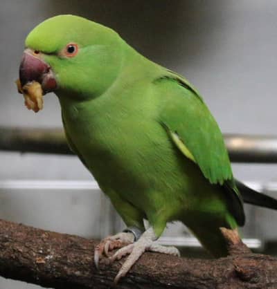 Breeder female for sale home bird|female bolti h bateen karti h