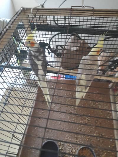 Coctail Pair for sale