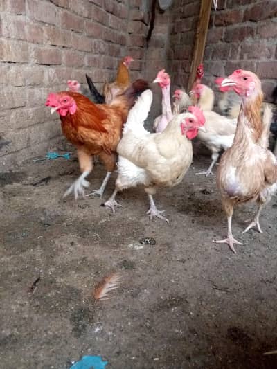 Desi hens/aseel chicks