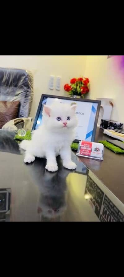 persian cat for sale MywatsapppNumber 0344-56-89-749