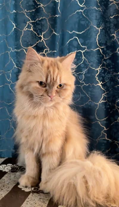 Beautiful Persian Female Cat is Looking  for a Loving Home