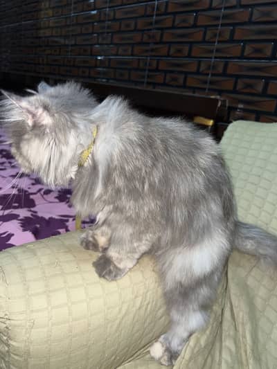 Excellent Cat