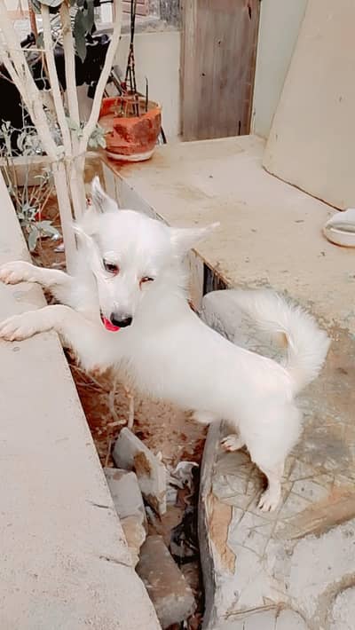 Russian breed
