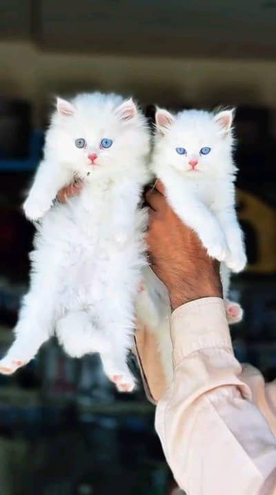 Quality Persian panch face cat and kitten WhatsAp 03493541397