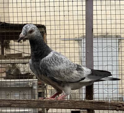 Pigeon