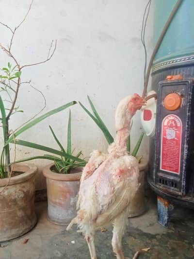 Hira Shamo male 4 months age for sale