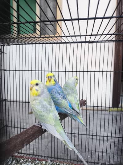 Rainbow Budgies