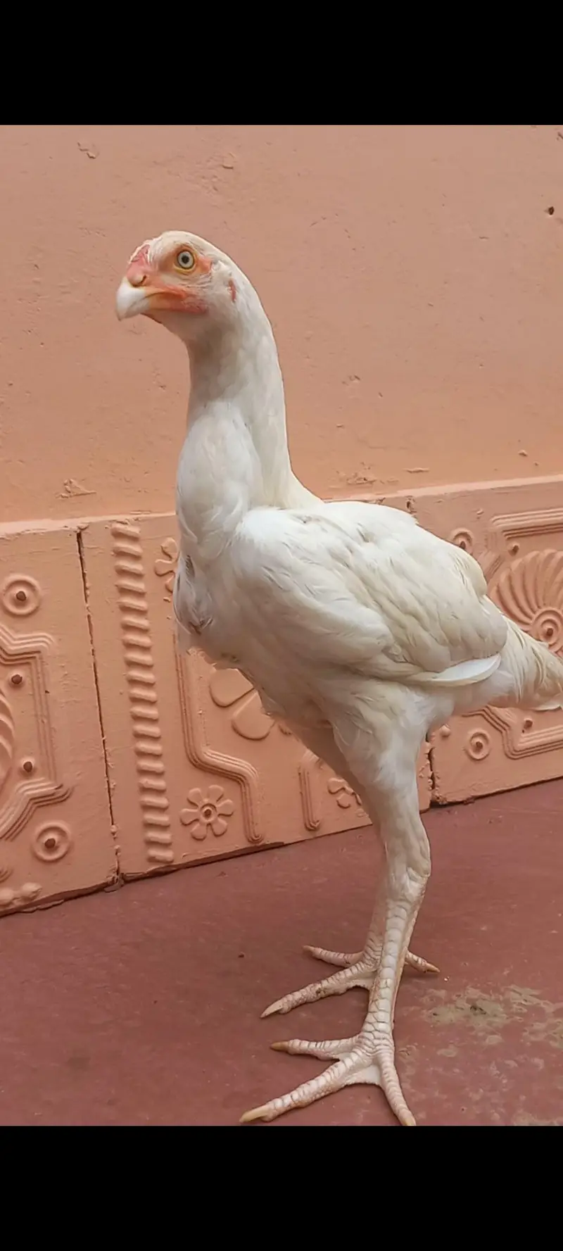 Heera Aseel Pair Age: 6 Months A+ Quality Pure white — photo 2