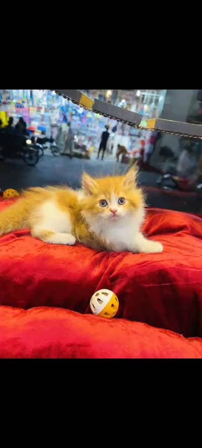 persian cat for sale MywatsapppNumber 0344-56-89-749