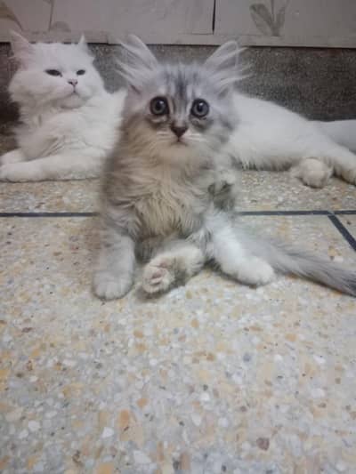 persion cat tripple coat home breed for sale