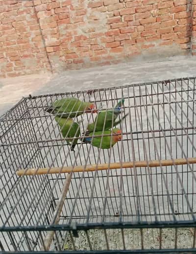 Peach face love bird