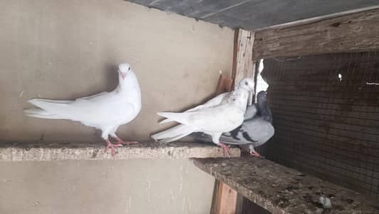 kabooter, pegion, pigeon