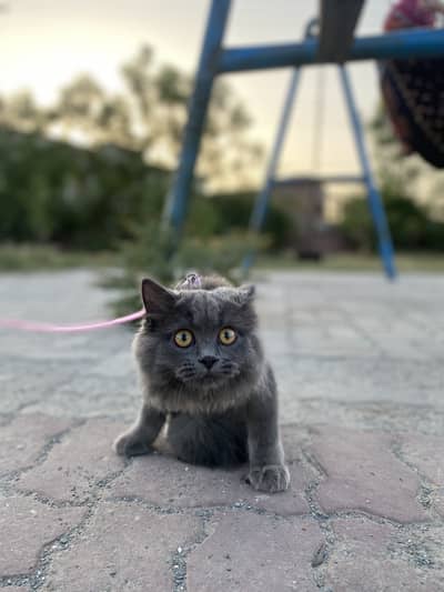 Persian grey coloured 8 months old female vaccinated