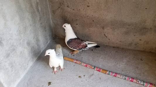 sentient breeder pair for sale hy