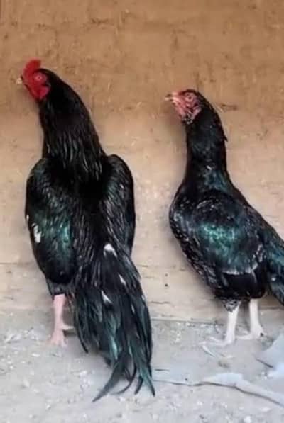 lassani murga high quilty full mast breeder murga 8k full final ha