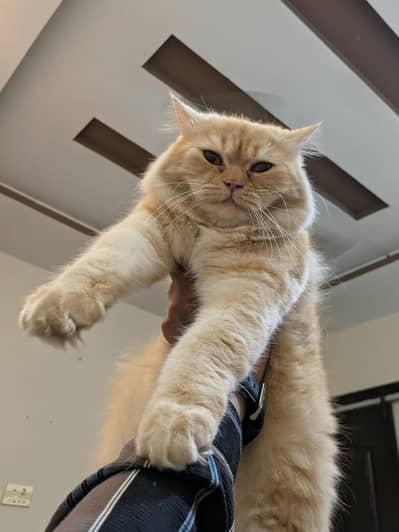 Persion cats