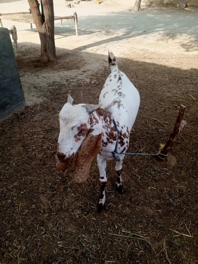 khera Bakra
