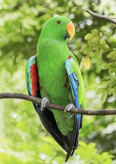 Green Eclectus parrot, Hand Tamed and very loving No Bite.