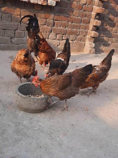 dasi murgiyan or gurga for sale