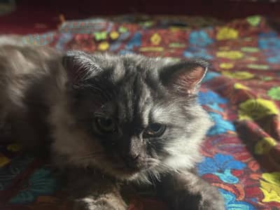 gray Persian trippel coat