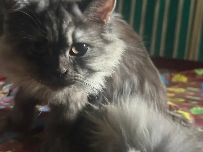 gray Persian trippel coat — photo 2