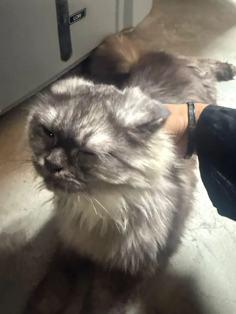 gray Persian trippel coat — photo 3