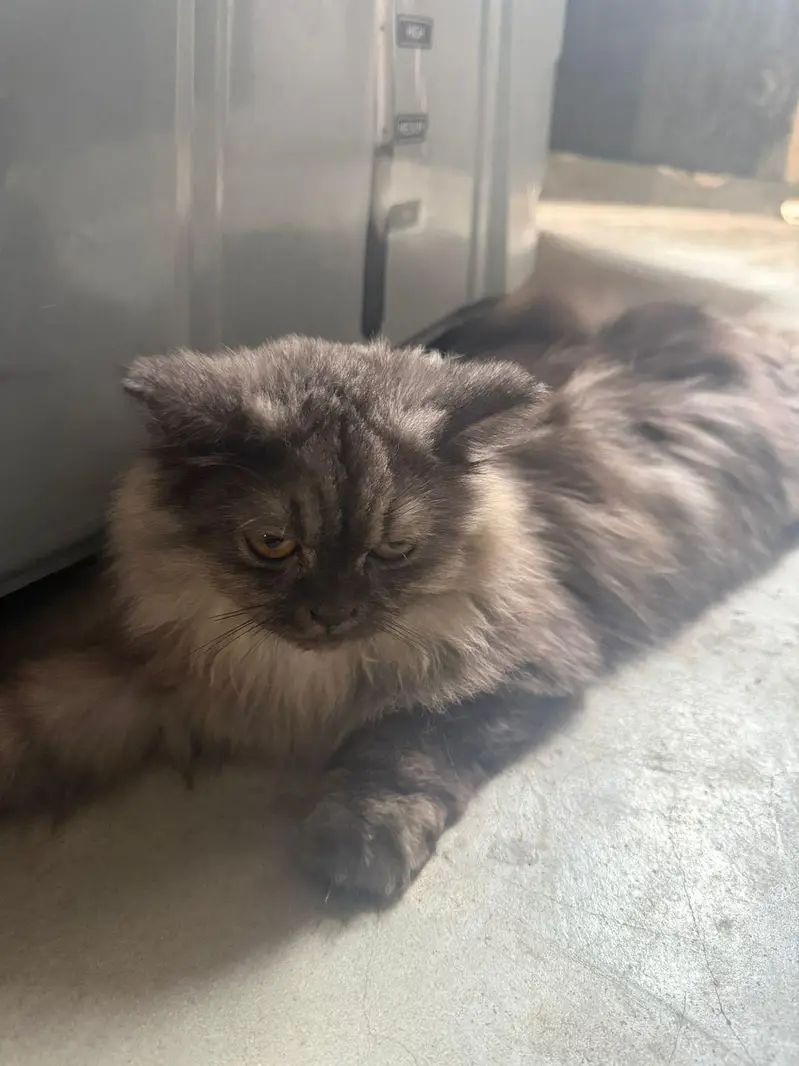 gray Persian trippel coat — photo 4