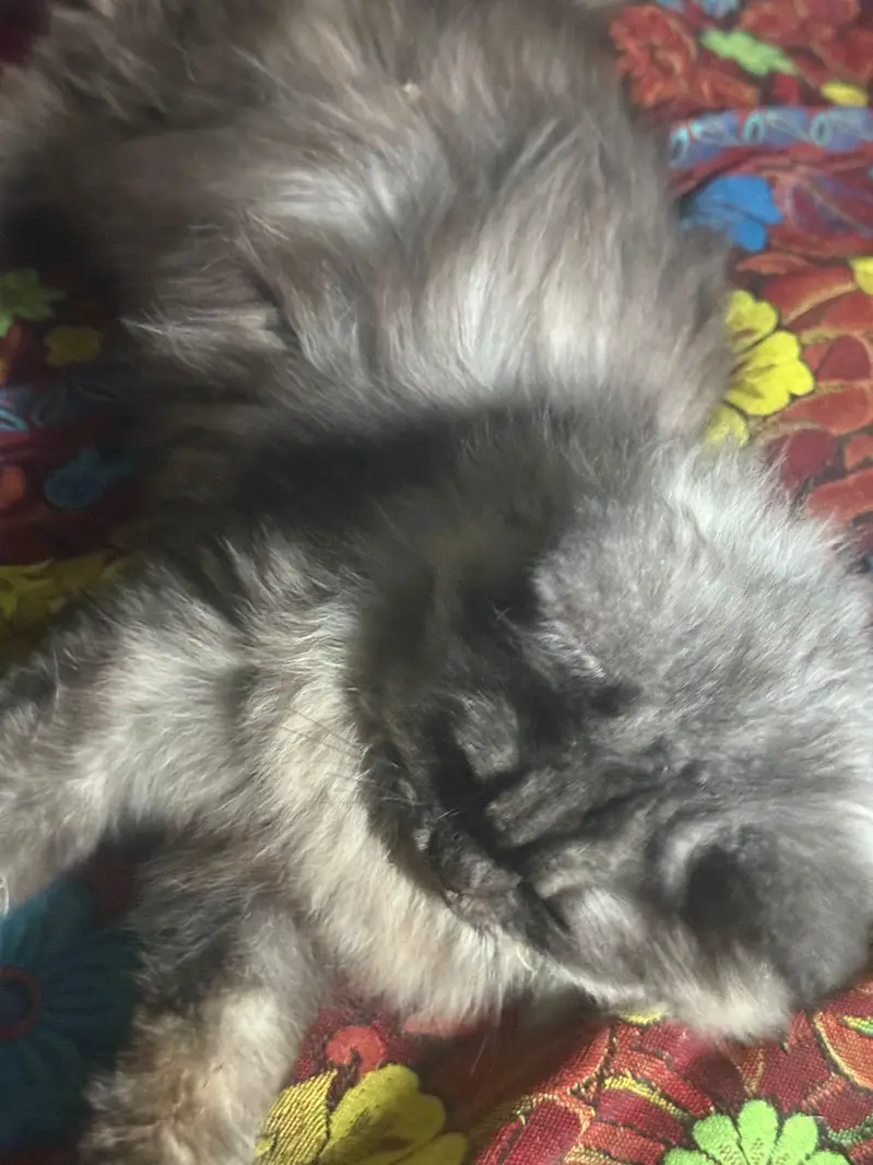 gray Persian trippel coat — photo 5