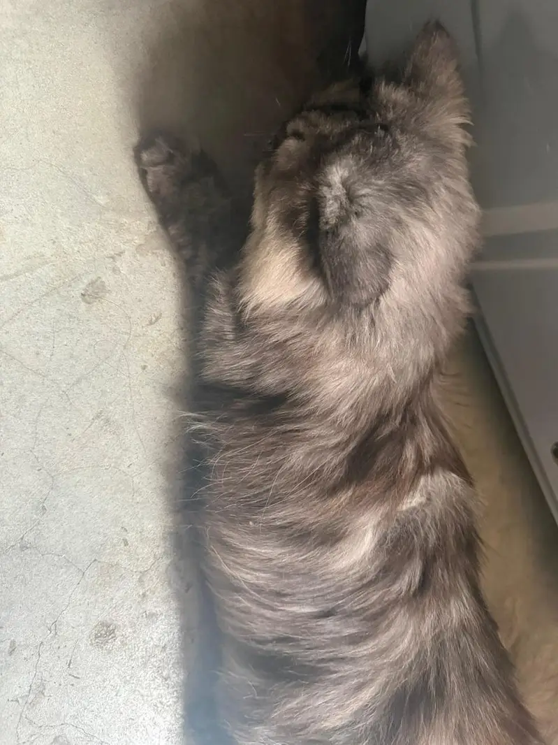 gray Persian trippel coat — photo 6