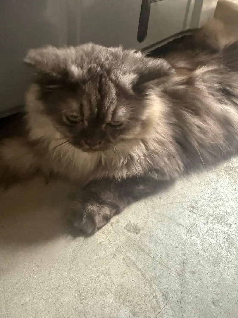 gray Persian trippel coat — photo 7