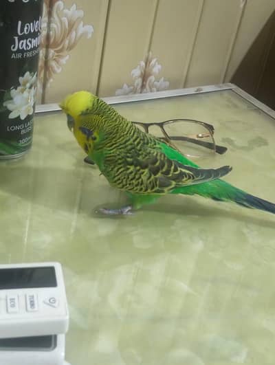 exhibition breeder male for sale