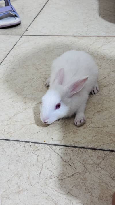 Rabbit For Sale