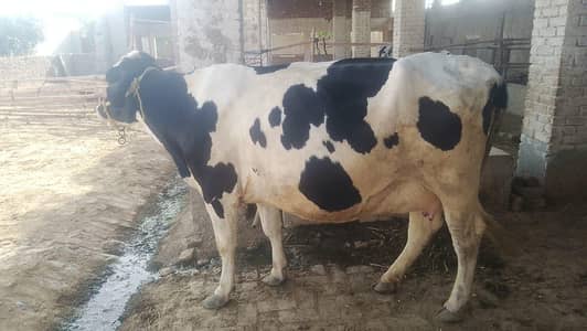 cow for sale