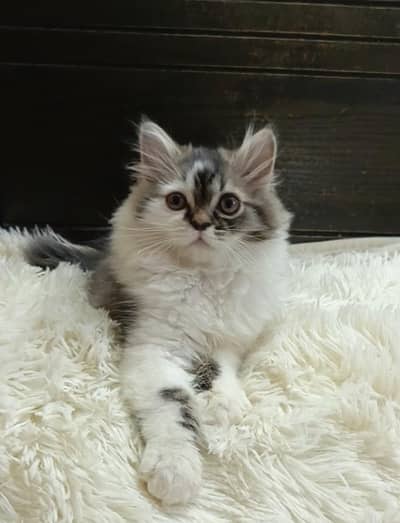 persian male kitten/triple coat/white grey/ cute kitten