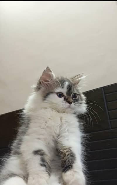 persian punch face/male kitten/triple coat/white grey/ cute kitten