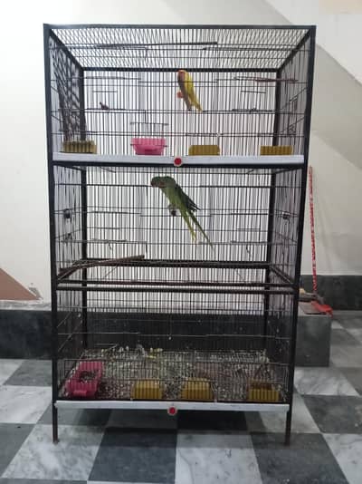 Ringneck, Raw, lovebirds, java, finches Cages