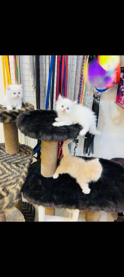 persian cat for sale MywatsapppNumber 0344-56-89-749