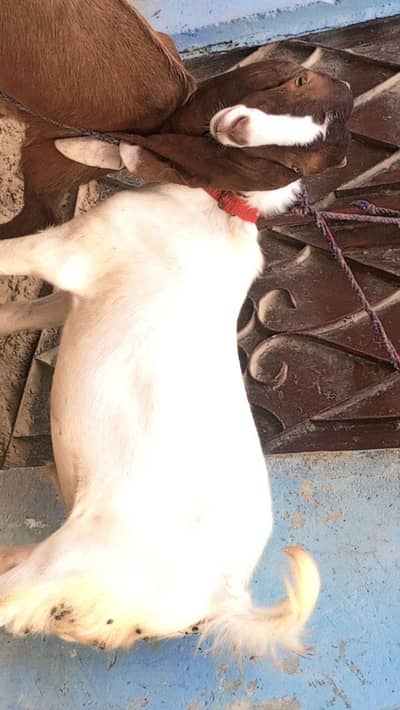 bakre for sell