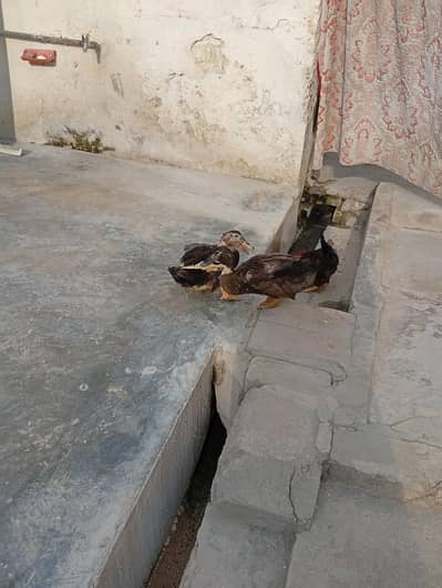 Male ducks and one roster for sale contact on Whstap