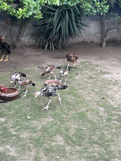 Aseel Hen with 6 Chicks