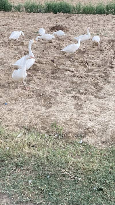 Ducks for sale
