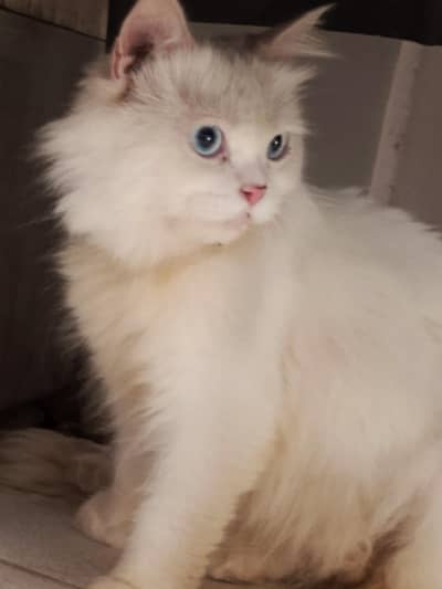 Persian white male cat
