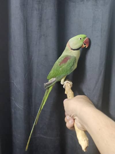 Raw Male 11 months HUGE SIZE