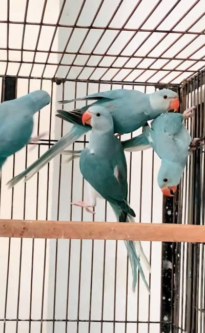 BLUE CT ringneck