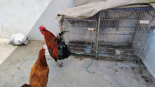 hens pair