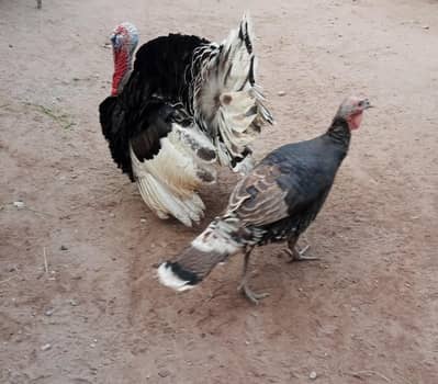 turkey Pair for urgent sale