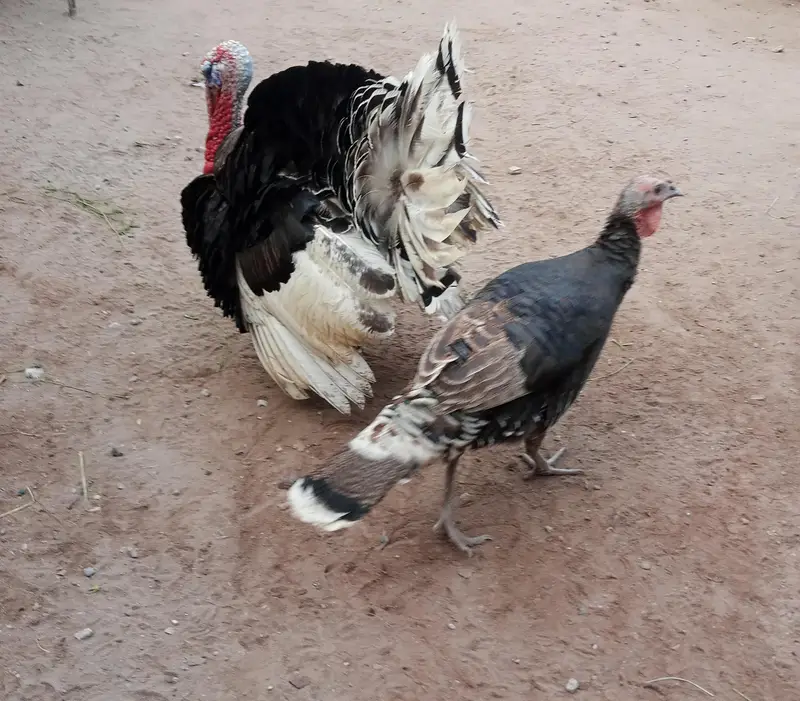 turkey Pair for urgent sale