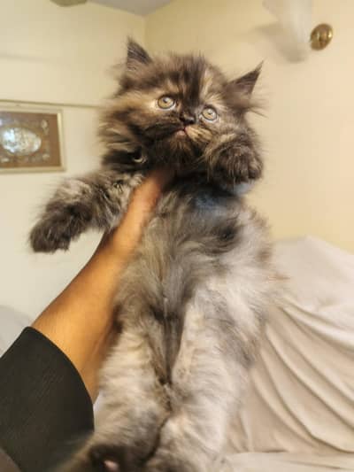Heavy Born Structure Kitten Available