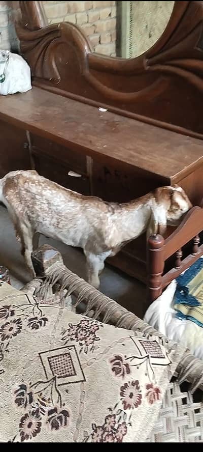 Desi bakra