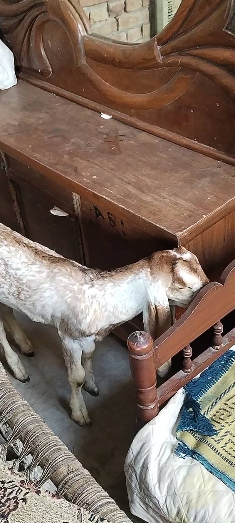 Desi bakra 1